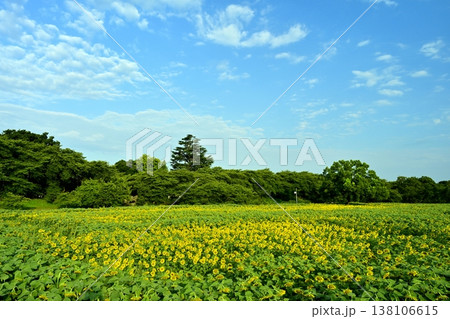 幸手市権現堂堤の花咲くヒマワリ畑 138106615