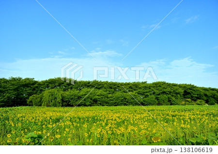 幸手市権現堂堤の花咲くヒマワリ畑 幸手市権現堂堤の花咲くヒマワリ畑 138106619