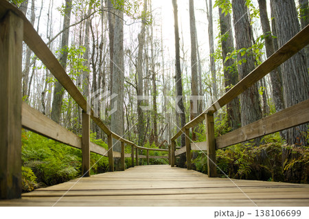 Wooden boardwalk through forest wetland in natural woodland 138106699