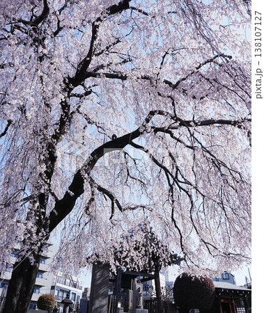 美しい満開な枝垂桜花風景 美しい満開な枝垂桜花風景 138107127