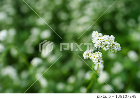 可憐な白い蕎麦の花	 138107249
