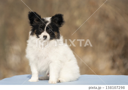 An adorable black and white Papillon puppy sits calmly on a blue cloth against a blurred natural background. High-quality portrait of a purebred toy dog. An adorable black and white Papillon puppy sits calmly on a blue cloth against a blurred natural background. High-quality portrait of a purebred toy dog. 138107298