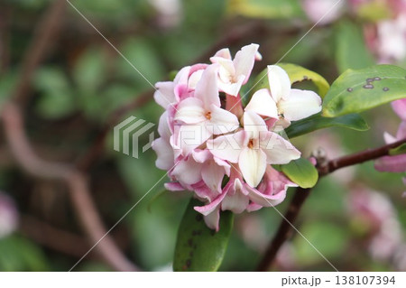 沈丁花 138107394