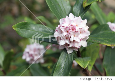 沈丁花 沈丁花 138107395