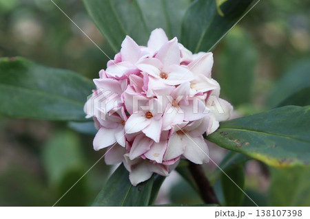 沈丁花 沈丁花 138107398