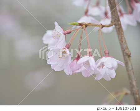 雨に濡れる枝垂れ桜のクローズアップ 春の鎌倉・本覚寺の情景 淡いピンクとボケ背景の和風イメージ 雨に濡れる枝垂れ桜のクローズアップ 春の鎌倉・本覚寺の情景 淡いピンクとボケ背景の和風イメージ 138107631