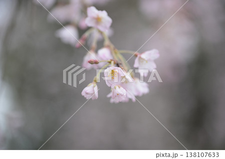 雨に濡れる枝垂れ桜のクローズアップ 春の鎌倉・本覚寺の情景 淡いピンクとボケ背景の和風イメージ 雨に濡れる枝垂れ桜のクローズアップ 春の鎌倉・本覚寺の情景 淡いピンクとボケ背景の和風イメージ 138107633