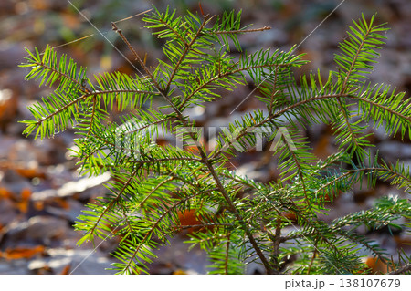 Wet Spruce Branch With Drops Of Water Glistening. Spruce Twig With Water Drop After Rain. Selective focus Wet Spruce Branch With Drops Of Water Glistening. Spruce Twig With Water Drop After Rain. Selective focus 138107679