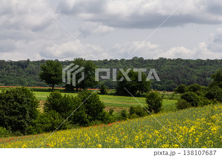 Vibrant wildflower field in springtime with lush greenery and distant trees under a cloudy sky 138107687