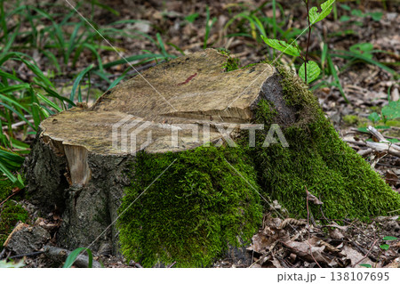 Moss-covered tree stump in a forest during spring showcasing nature's revival and the transition of seasons 138107695