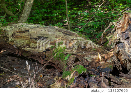 Moss-covered log lies among lush greenery in the forest showcasing nature's intricate details and textures during daylight Moss-covered log lies among lush greenery in the forest showcasing nature's intricate details and textures during daylight 138107696