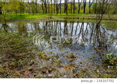 Wetland area in Ternopil oblast showcases reflections in water amidst early spring vegetation growth Wetland area in Ternopil oblast showcases reflections in water amidst early spring vegetation growth 138107702