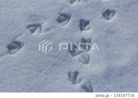 Tracks of birds in fresh snow depict a journey across a winter landscape Tracks of birds in fresh snow depict a journey across a winter landscape 138107716