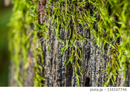 Detailed close-up of vibrant green moss growing on weathered wood in a lush forest environment during daylight hours 138107746
