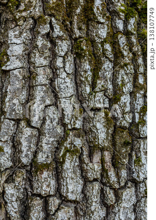 Textured bark of a mature tree showcasing intricate patterns in a natural setting during daylight Textured bark of a mature tree showcasing intricate patterns in a natural setting during daylight 138107749