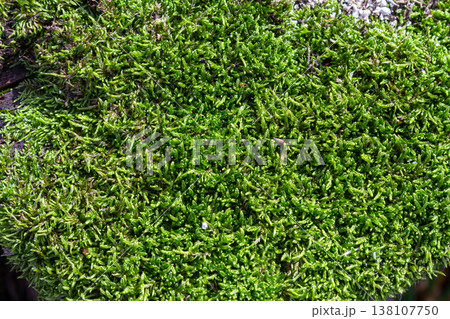 Lush green moss covering a wooden surface in natural sunlight highlighting intricate textures and vibrant colors during a warm afternoon Lush green moss covering a wooden surface in natural sunlight highlighting intricate textures and vibrant colors during a warm afternoon 138107750