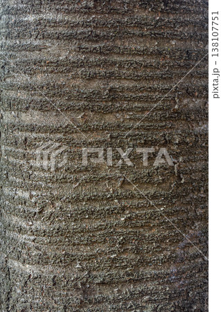 Texture of a tall tree trunk showcasing intricate patterns and deep grooves in an outdoor natural setting during daylight hours Texture of a tall tree trunk showcasing intricate patterns and deep grooves in an outdoor natural setting during daylight hours 138107751