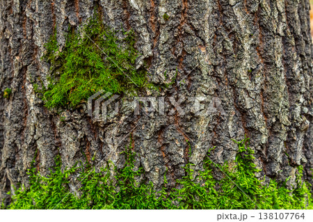 Moss covering the rugged bark of a tree surrounded by greenery in a forest setting on a bright day 138107764