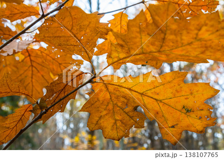 Oak leaves turning colors still on the branches of the tree being backlit by the bright sunlight of the autumn season Oak leaves turning colors still on the branches of the tree being backlit by the bright sunlight of the autumn season 138107765