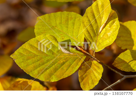 Autumn coloured beech leaves on a grey background in a forest. Autumn nature Autumn coloured beech leaves on a grey background in a forest. Autumn nature 138107770