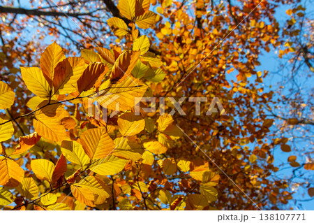 Autumn coloured beech leaves on a grey background in a forest. Autumn nature Autumn coloured beech leaves on a grey background in a forest. Autumn nature 138107771