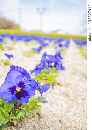 「公園」(3月)【素材】公園の花壇に咲く色とりどりの花 「公園」(3月)【素材】公園の花壇に咲く色とりどりの花 138107919