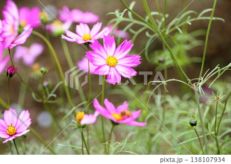 可愛い　コスモスの花 138107934