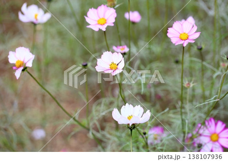 可愛い　コスモスの花 138107936
