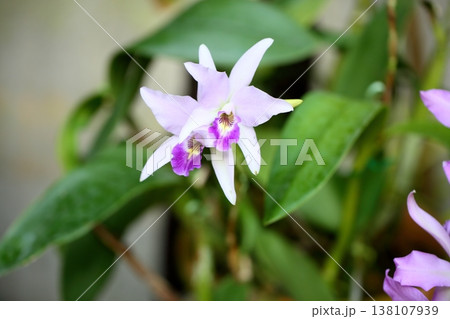 華やか カトレアの花 華やか カトレアの花 138107939
