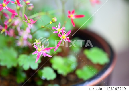 可愛い　ダイモンジソウの花 138107940