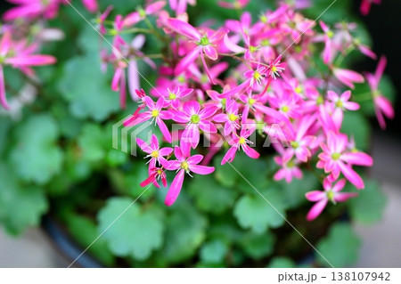 可愛い　ダイモンジソウの花 138107942