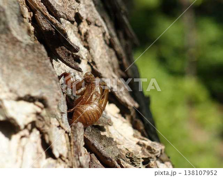 セミ　せみ　蟬　蝉　抜け殻　アブラゼミ 138107952