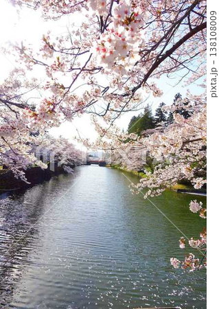 満開の桜　花筏　松が岬公園　さくら　サクラ　ソメイヨシノ 138108009