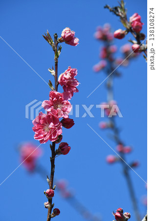 桃の花 桃の花 138108274