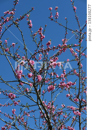 桃の花 桃の花 138108277