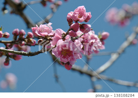 桃の花 桃の花 138108284