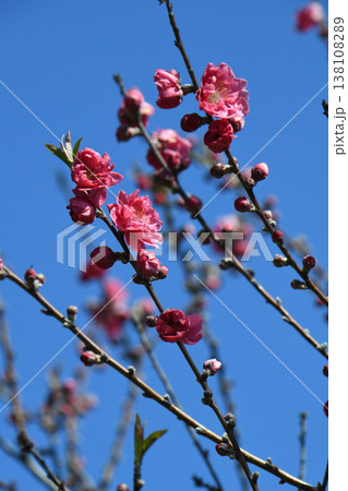 桃の花 桃の花 138108289
