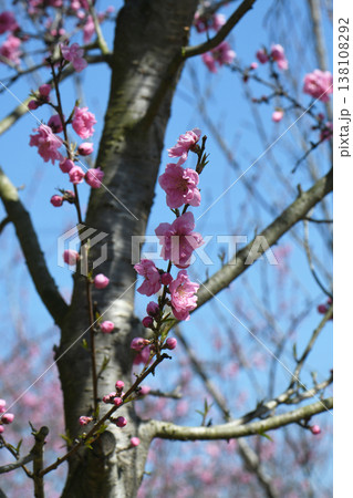 桃の花 138108292