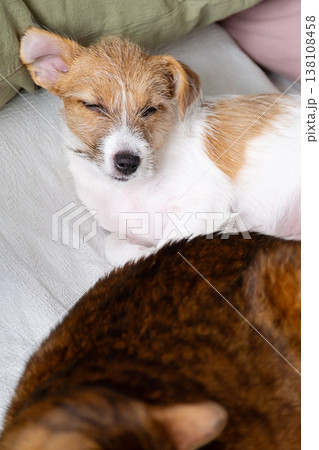 Small puppy sleeping on blanket next to cat. Cute dog resting indoor. 138108458