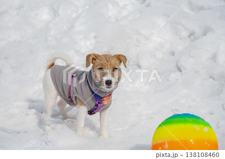Jack Russell Terrier dog wearing grey fleece sweater standing on snow during winter. Jack Russell Terrier dog wearing grey fleece sweater standing on snow during winter. 138108460