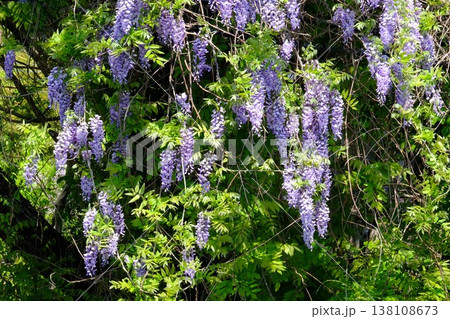 ｛神奈川県｝簾のような野フジの花 138108673