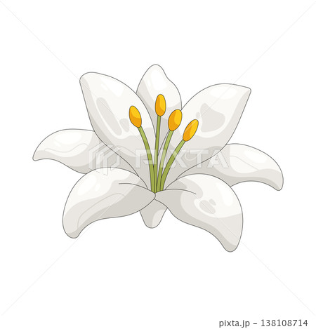 Illustration of white lily flower Illustration of white lily flower 138108714