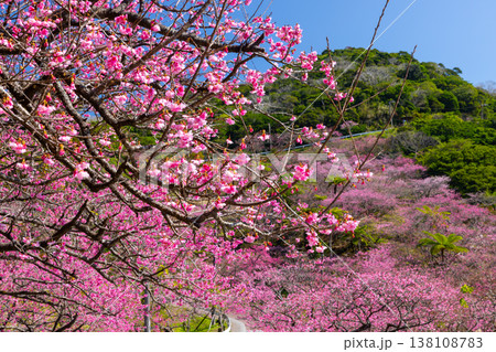 沖縄県国頭郡本部町 もとぶ八重岳桜まつりが行われる八重岳山頂付近の琉球寒緋桜のさくらの山 沖縄県国頭郡本部町 もとぶ八重岳桜まつりが行われる八重岳山頂付近の琉球寒緋桜のさくらの山 138108783