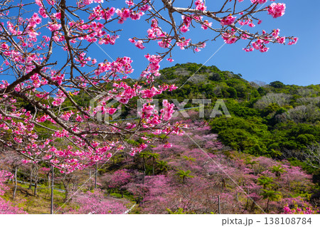 沖縄県国頭郡本部町 もとぶ八重岳桜まつりが行われる八重岳山頂付近の琉球寒緋桜のさくらの山 沖縄県国頭郡本部町 もとぶ八重岳桜まつりが行われる八重岳山頂付近の琉球寒緋桜のさくらの山 138108784