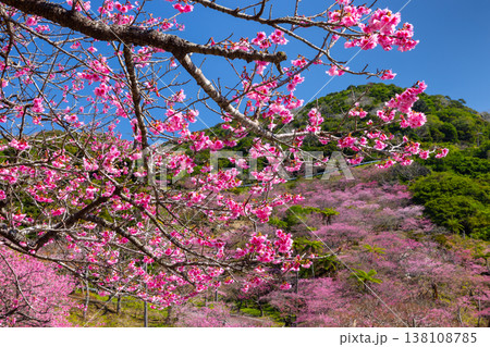 沖縄県国頭郡本部町 もとぶ八重岳桜まつりが行われる八重岳山頂付近の琉球寒緋桜のさくらの山 沖縄県国頭郡本部町 もとぶ八重岳桜まつりが行われる八重岳山頂付近の琉球寒緋桜のさくらの山 138108785