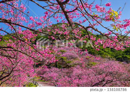 沖縄県国頭郡本部町　もとぶ八重岳桜まつりが行われる八重岳山頂付近の琉球寒緋桜のさくらの山 138108786