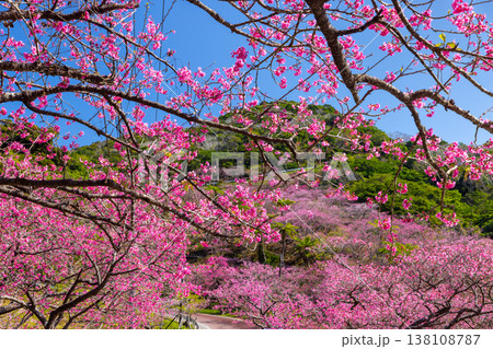 沖縄県国頭郡本部町 もとぶ八重岳桜まつりが行われる八重岳山頂付近の琉球寒緋桜のさくらの山 沖縄県国頭郡本部町 もとぶ八重岳桜まつりが行われる八重岳山頂付近の琉球寒緋桜のさくらの山 138108787