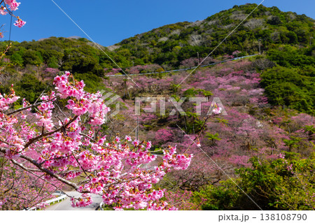 沖縄県国頭郡本部町　もとぶ八重岳桜まつりが行われる八重岳山頂付近の琉球寒緋桜のさくらの山 138108790