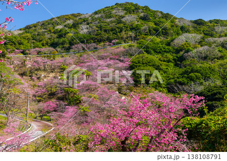 沖縄県国頭郡本部町　もとぶ八重岳桜まつりが行われる八重岳山頂付近の琉球寒緋桜のさくらの山 138108791