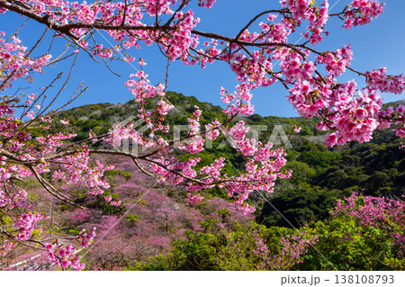 沖縄県国頭郡本部町　もとぶ八重岳桜まつりが行われる八重岳山頂付近の琉球寒緋桜のさくらの山 138108793